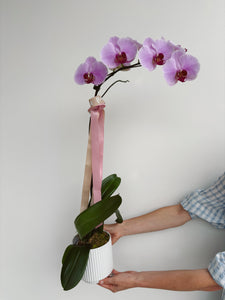 Elegant Like my Mum - Orchid Plant