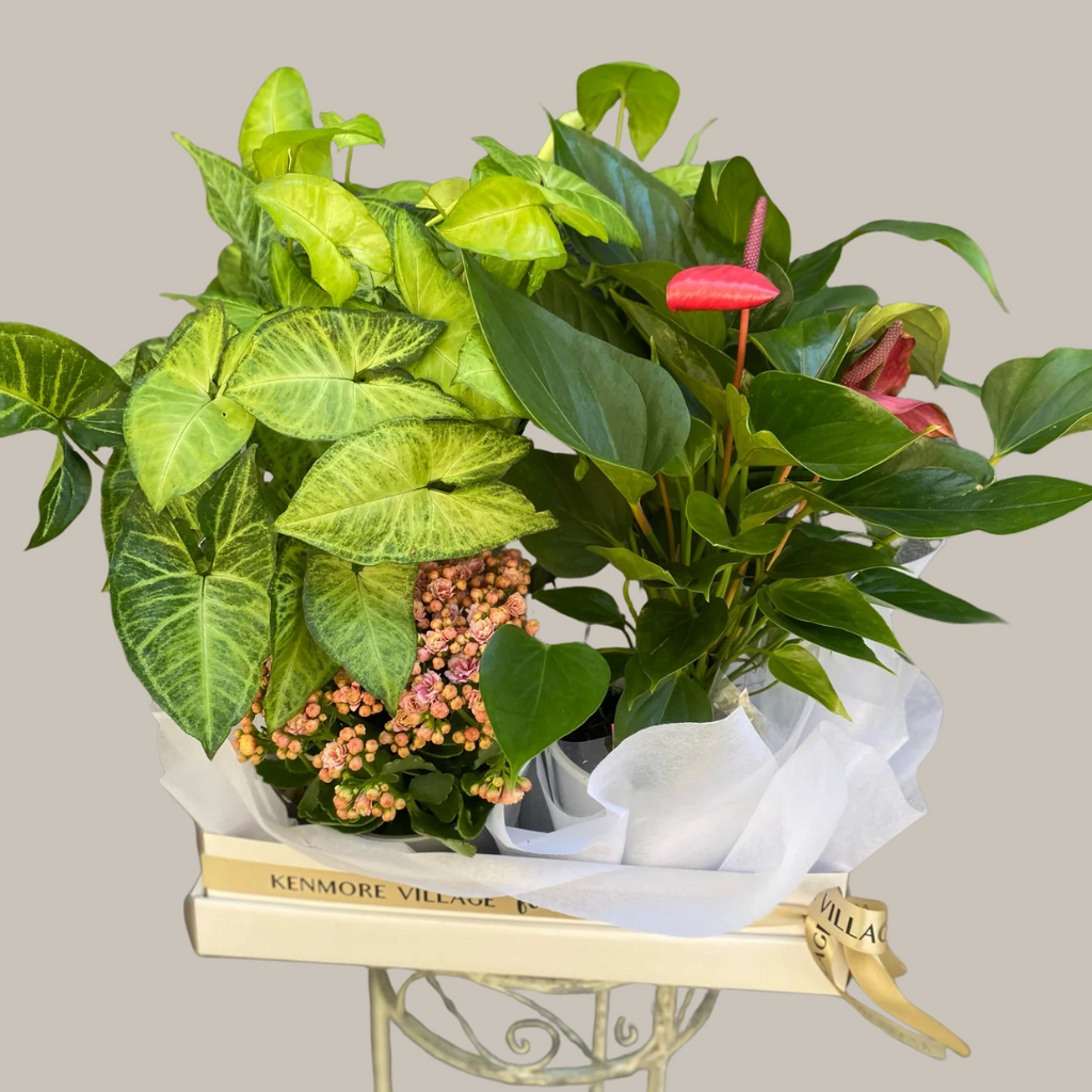 Selection of indoor plants, displayed in our signature gift box. Brisbane Florist. Same day delivery. Kenmore Village Florist.