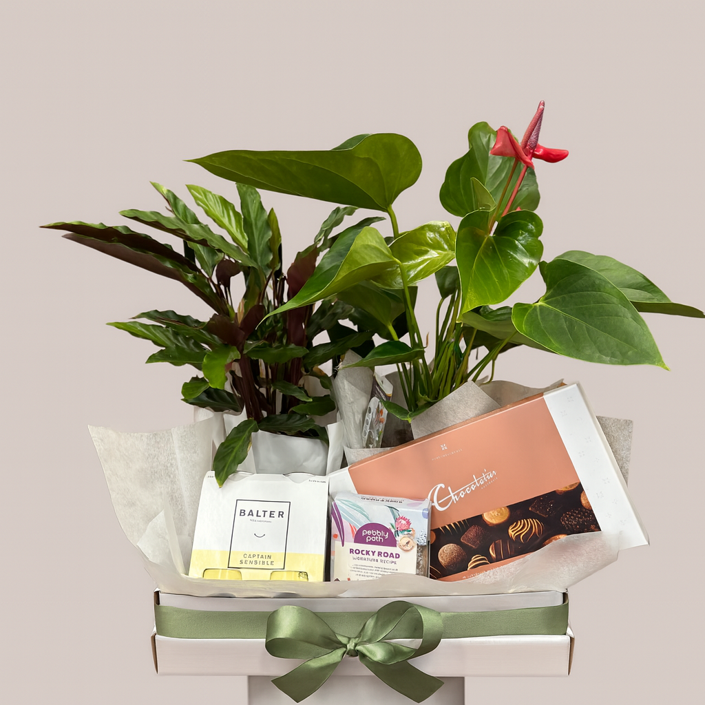 Mens Hamper delivery. Plants, chocolate and craft beer. Kenmore Village Florist. Brisbane Flower Delivery.