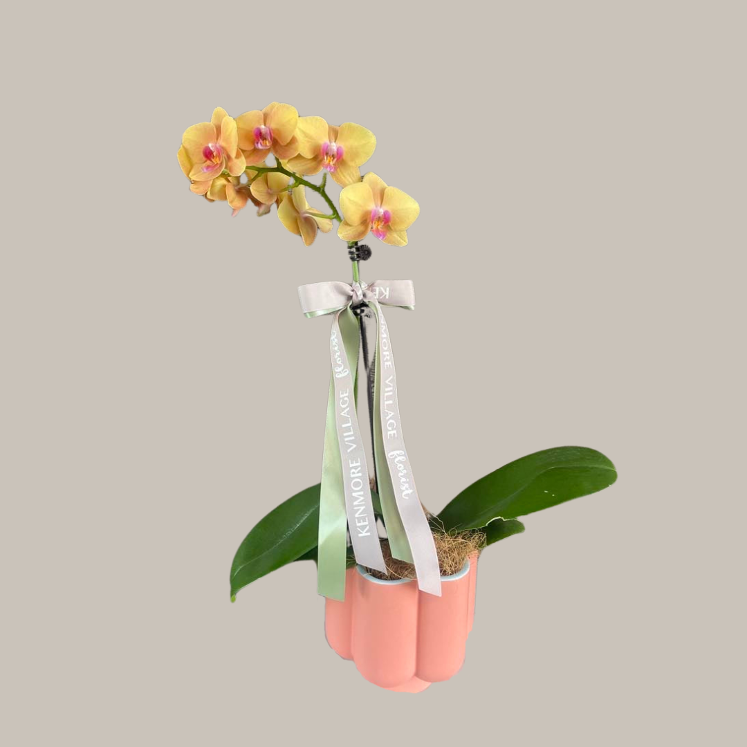 "Plant New Intentions" Autumn Houseplant