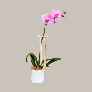 Phalaenopsis Plant