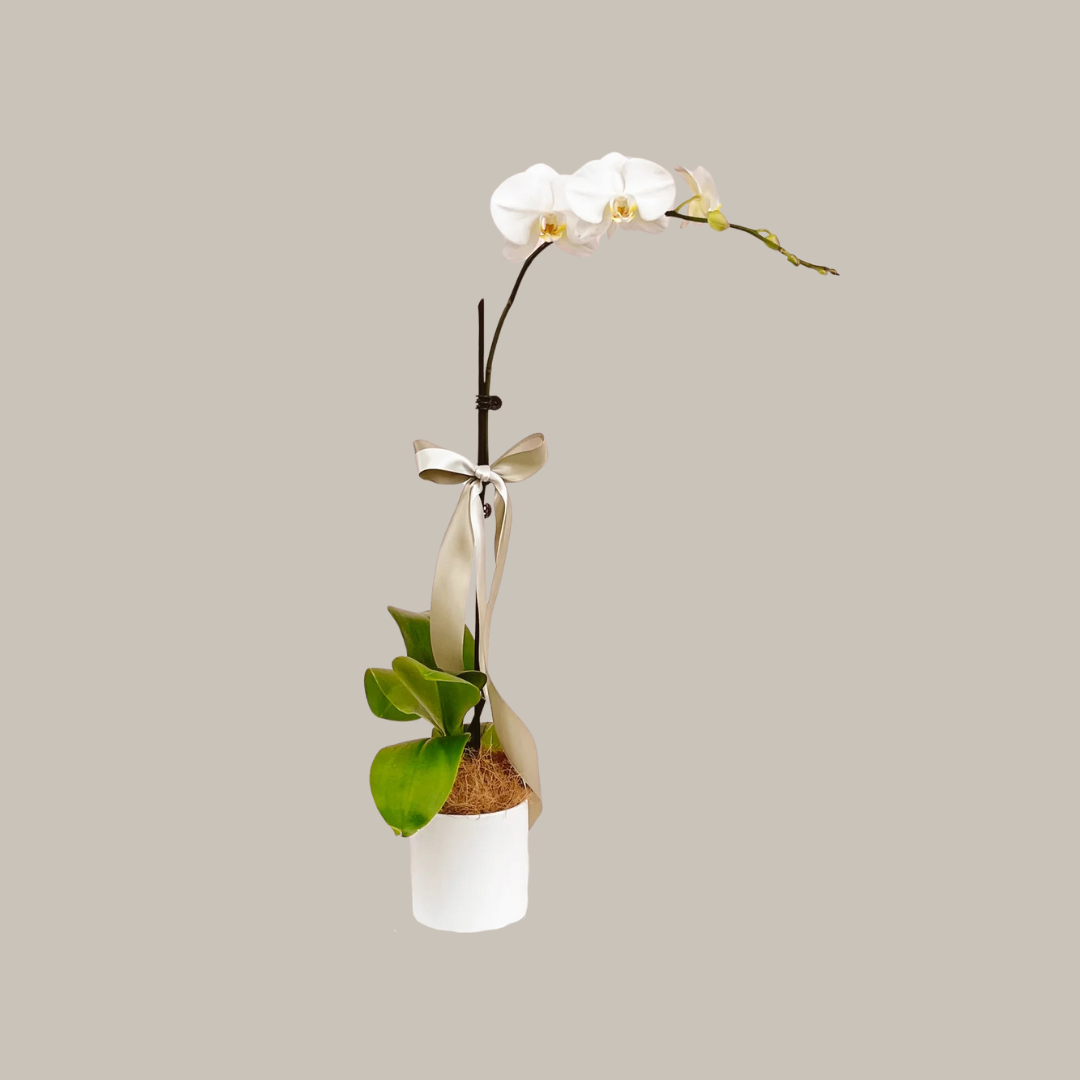 Phalaenopsis Plant