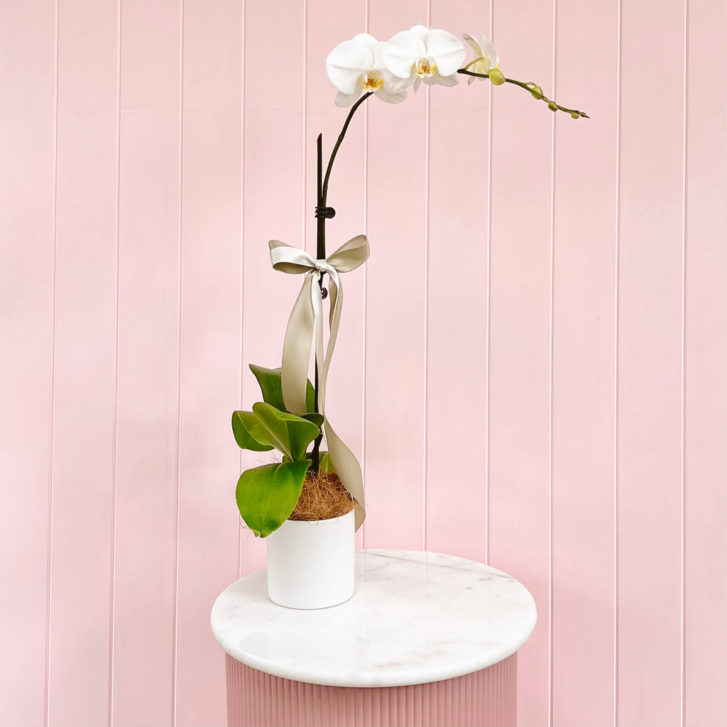 A white orchid plant with a single flower, green leaves. Kenmore Village Florist, Brisbane Flower Delivery.